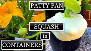 Check spelling or type a new query. Growing Patty Pan Scallop Squash In Small Containers Seed To Harvest Youtube