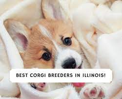 Browse thru pembroke welsh corgi puppies for sale near chicago, illinois, usa area listings on puppyfinder.com to find your perfect puppy. 4 Best Corgi Breeders In Illinois 2021 We Love Doodles