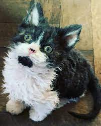 Find a pet find a dog find a cat find other animals find a shelter / rescue my favorite pets list rehome a pet … Poodle Cat Cats Wiki Fandom
