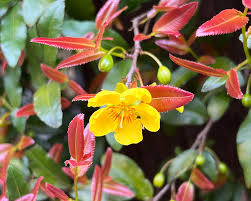 Image result for Ochna ovata