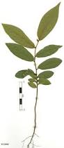 Image result for Uvaria acuminata