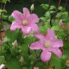 We did not find results for: Clematis Comtesse De Bouchaud Online Kaufen Clematisonline De