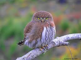 Big Black Birds In Indiana Khanh Tran Photos Of The Owl Pages Facebook Owl Pet Birds Black Bird