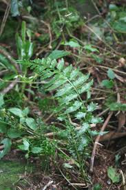 Image result for Asplenium preussii