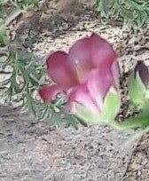 Image result for Hermannia