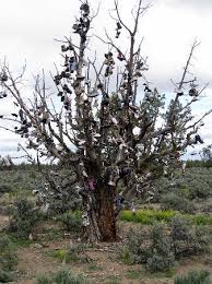 Exceptions may be granted by the planning director. Shoe Tree Just East Of Bend Oregon Picture Of Shoe Tree Alfalfa Tripadvisor