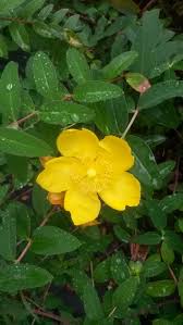 L'hypericum hidcote è una pianta da esterno appartenente alla famiglia delle clusiaceae di origine antichissima. Iperico Vivai Piante Nardi Marco Vendita Spedizione