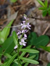 Image result for Polygala senensis