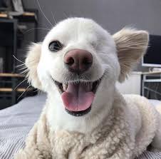 Always Smileing Happy Dogs Cute Puppies Cute Animals