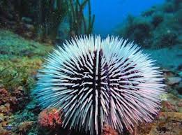 25 Gorgeous Animals That Start With Letter S Sea Plants Sea Creatures Ocean Pictures
