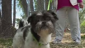 The 2010 census recorded the population was 48,174, with an estimated population of 51,542 in 2018. West Valley Animal Shelter Sees Surge In Pet Adoptions Ksl Com