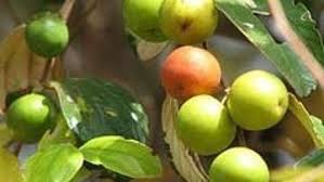 Bagaimana rasa buah bidara arab? Buah Bidara