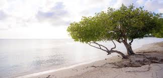 Located beachside with a spectacular view over the caribbean sea. Tourismus Aruba Bereit Fur Das Neue Jahrzehnt Latinapress Nachrichten