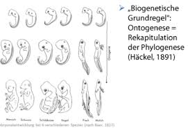 Vortrag über das leben von ernst haeckel(biografie), erkenntnisse (u.a.: Evolution 2 0 Karteikarten Quizlet
