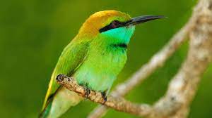 Green Bird Wallpapers Bird Wallpaper Bird Green Bird