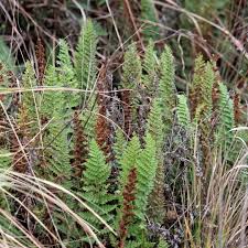 Image result for Mohria