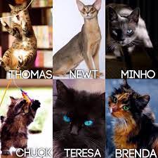 Maze Runner Characters As Cats Thomas Tabby Cat They Are Incredibly Curious Newt Abyssinian Long Skinn Maze Runner Characters Maze Runner Funny Maze Runner