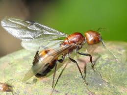 Carpenter ant bites can carpenter ants bite people? Flying Ants Swarming Your Home Triangle Pest Control
