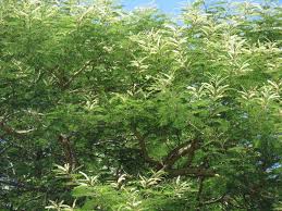 Image result for Acacia polyacantha