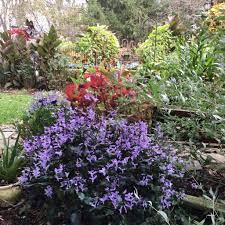 Plectranthus 'velvet elvis' * what it is: Plectranthus Velvet Elvis Plants Back Yard Idea Velvet Elvis