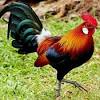 Ayam bangkok aduan harus mempunyai bentuk tubuh ideal supaya bisa menang saat bertanding. 1