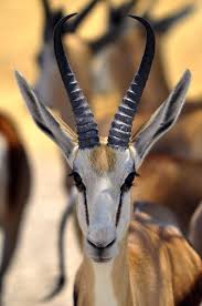Pin On All Of God S Creatures