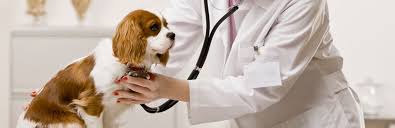 Temaril P For Dogs Uses Benefits And Side Effects Guide