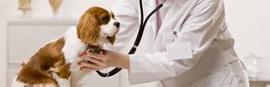 temaril p for dogs uses benefits and side effects guide