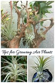 Whatever the climate may be in your large, expansive home or your teeny tiny apartment, a terrarium—given a healthy dose of indirect light and an occasional spritz of water—will be happy as a clam. Tips For Growing Air Plants How To Care For Tillandsia
