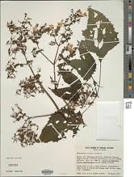 Image result for Mimulopsis