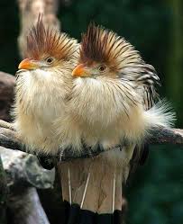 Bird With Spiky Hair On Head Pin On Birds And Fowl