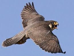 Es hörte sich an wie eine leuchtrakete, aber das laute rauschen wurde verursacht von einem wanderfalke im sturzflug. Vogelplage In Kellinghusen Falken Sollen Krahen Vertreiben Shz De