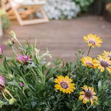 If you want to start your own daisies from seed, you certainly can (they germinate quickly but can take a season to produce blooms), but pritchard doesn't recommend it. African Daisy Plant Care Growing Guide
