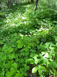 Image result for oak sapling