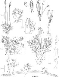 Image result for Hydrostachys insignis