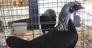 Includes rock cornish game hen or cornish game hen, broiler or fryer, roaster or roasting chicken, and. Modern Game Chicken A Leggy And Unique Breed
