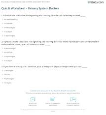 Quiz Worksheet Urinary System Doctors Study Com