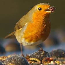 I Snapped This Little Chap On The Old Railway Bridge Along The Wheelock Rail Trail Sandbach Cheshire On Sunday 29 Decemb Robin Bird Bird Photo Bird Sightings