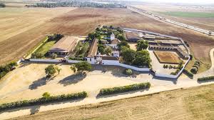 Image result for Atalaya alata