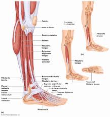 See more ideas about muscle anatomy, leg muscles anatomy, anatomy. Human Leg Muscles Diagram Koibana Info Leg Muscles Anatomy Leg Muscles Diagram Lower Leg Muscles