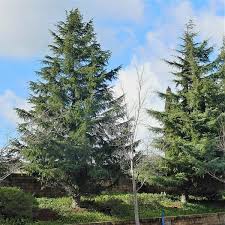 This western himalayan native tree has fast growth and develops a broad this large tree and must have full sun and ample room to attain its fullest and most beautiful growth. Deodar Cedar Tree Letsplantify Com