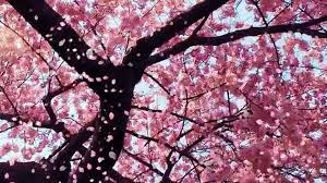 Cherry blossom background anime is a 2560x1600 hd wallpaper picture for your desktop, tablet or smartphone. Cherry Blossom Animated Wallpaper Video Dailymotion