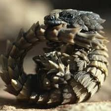 「Cordylus cataphractus」の画像検索結果