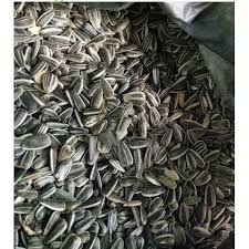 Kami jual biji bunga matahari merah disini. Grosir 1 Kg Benih Biji Bunga Matahari Besar Siap Semai Ready Stok Shopee Indonesia