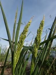 Image result for Echinochloa pyramidalis