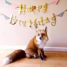 Juniper Fox A Happy Birthday For The Happiest Fox Facebook