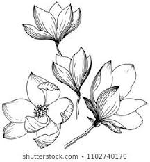 Images Photos Et Images Vectorielles De Stock De Lotus Flower Floral Botanical Flower Isolate En 2020 Croquis De Fleurs Comment Dessiner Une Fleur Vecteur De Fleurs