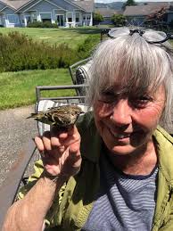 Baby wren identification help needed