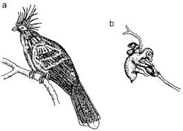 Camel saddles, the art of saddling a camel by doug baum. Indigenous Knowledge And The Course Of Development Springerlink