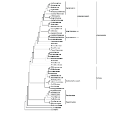 Image result for Behniaceae